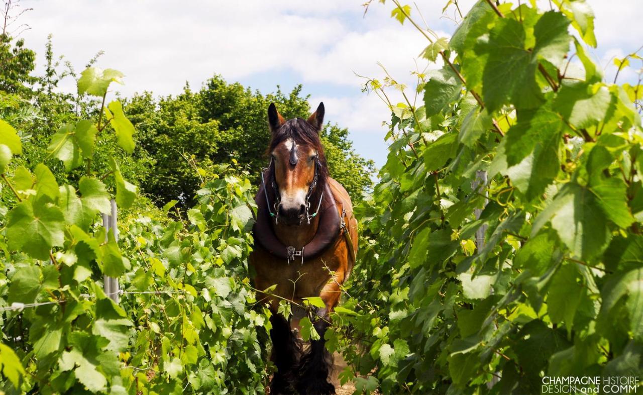 Enjoy En Champagne Maison Calme Au Milieu Du Vignoble Avec Parking Gratuit Dormans Exterior foto